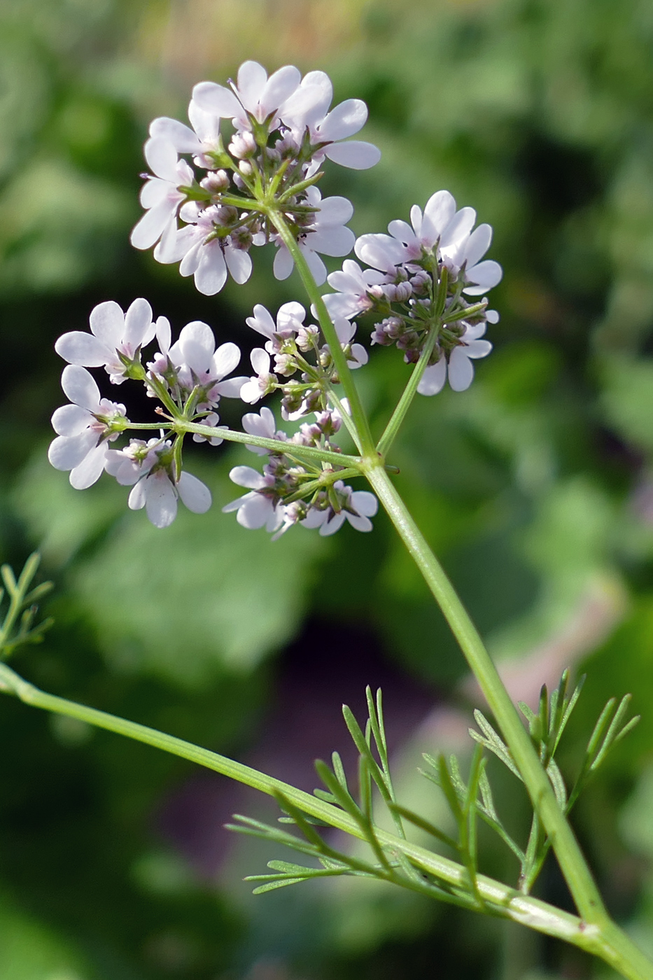 Image of Coriandrum sativum specimen.