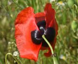 Papaver macrostomum. Цветок. Турция, ил Карс, окр. Ани, овраг Хачидзор. 28 мая 2025 г.