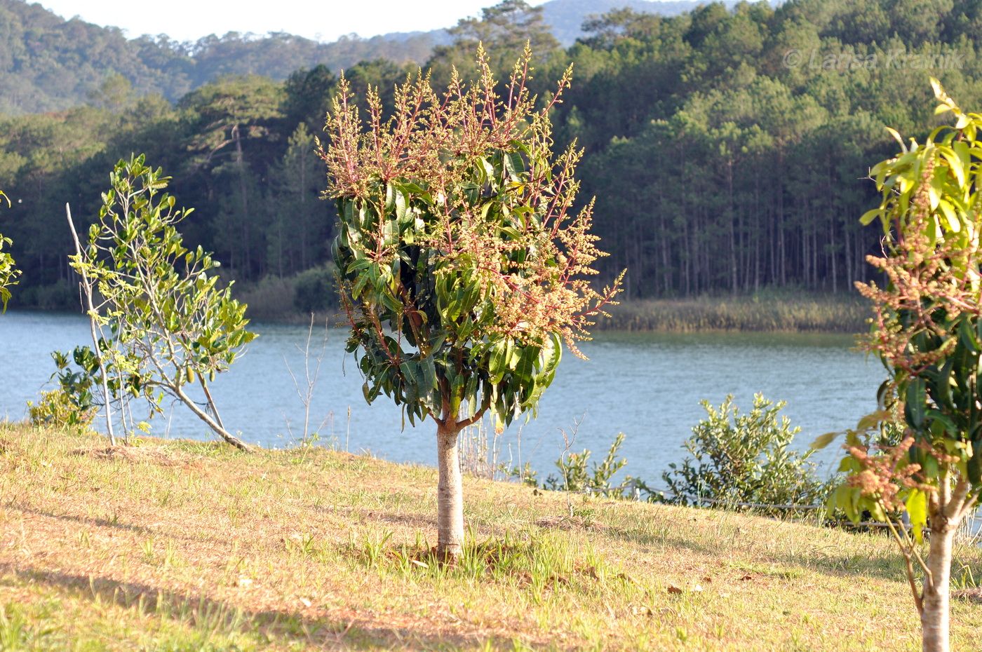 Изображение особи Mangifera indica .