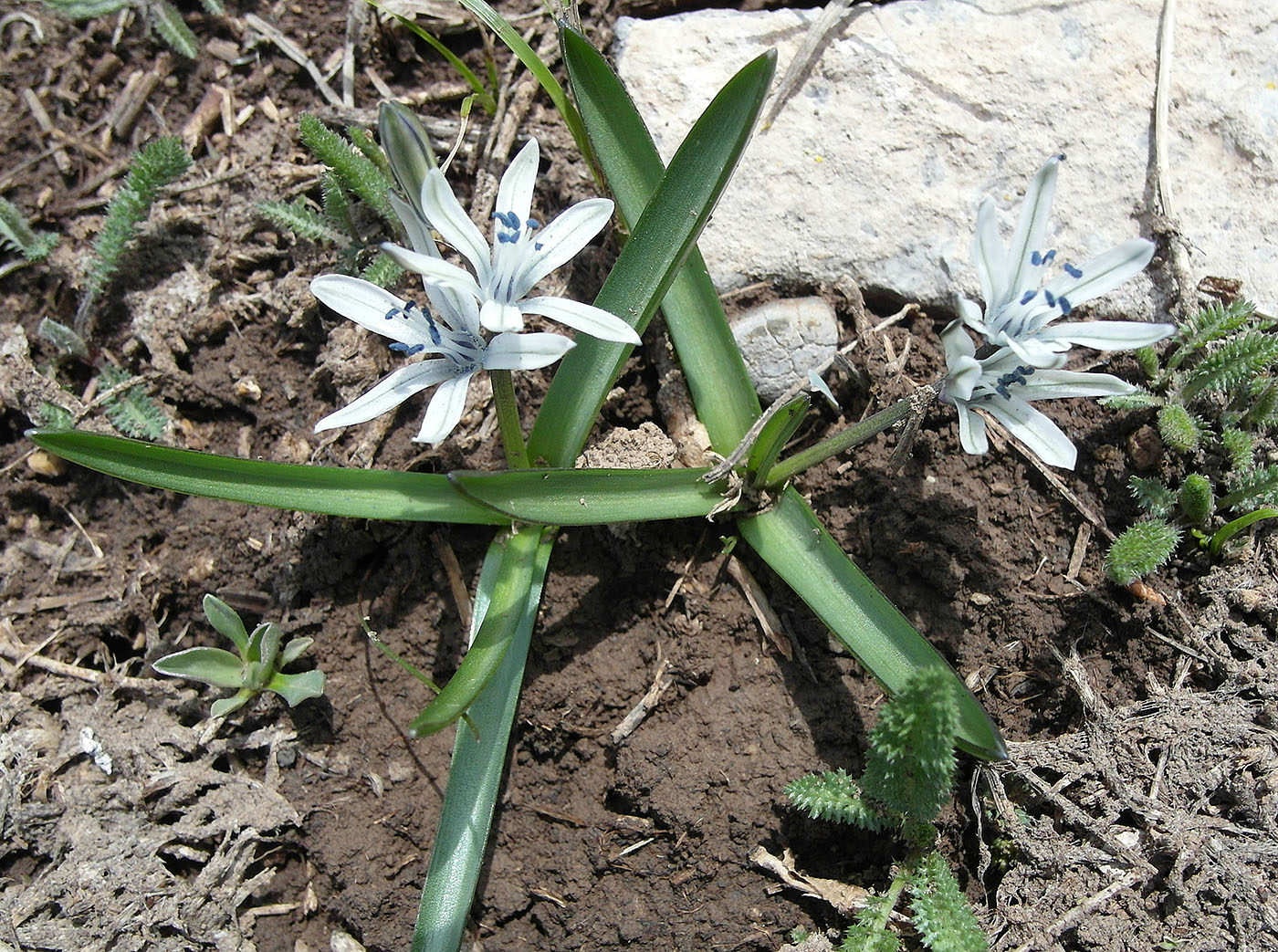 Изображение особи Scilla puschkinioides.