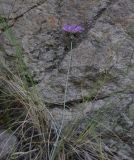 неопознанный вид. Цветущее растение. Грузия, край Самцхе-Джавахети, Аспиндзский муниципалитет, окр. ур. Тавкветула, 200 м выше моста, лев. берег р. Кура. 29 мая 2025 г.