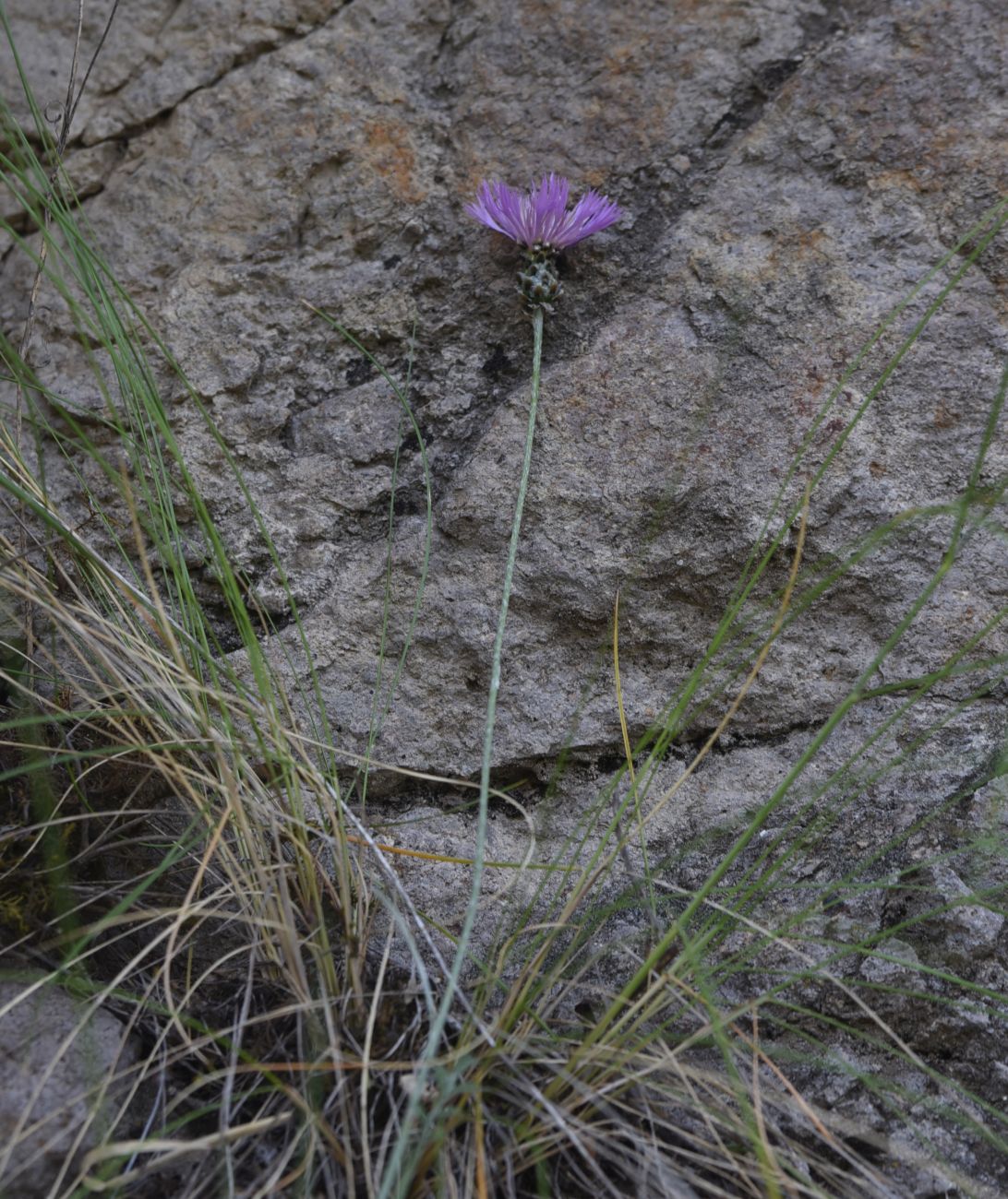 Изображение особи Неопознанный вид.