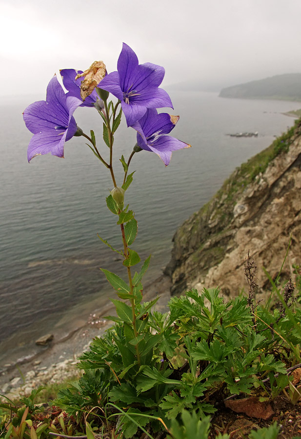 Изображение особи Platycodon grandiflorus.