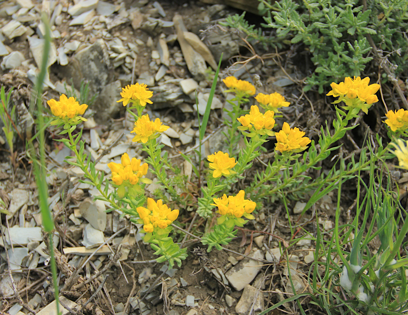 Image of Haplophyllum thesioides specimen.