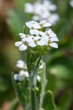 genus Arabis