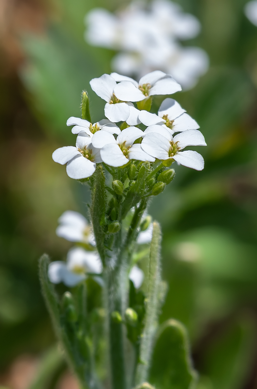 Изображение особи Arabidopsis gemmifera.