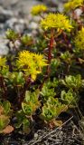 Aizopsis hybrida. Побег с соцветием и верхушки вегетативных побегов. Оренбургская обл., Саракташский р-н, Жёлтинский сельсовет, окр. хут. Султанбаево, гребень хр., скальное обнажение. 9 июня 2025 г.