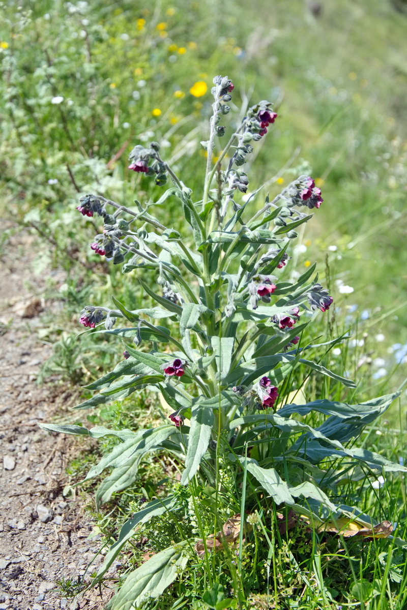 Image of genus Nonea specimen.