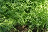 Tagetes minuta. Вегетирующие растения. ЮАР, пров. Гаутенг, пригород Киблер Парк (Kibler Park), природный запов. \"Клиприверсберг\" (Klipriviersberg Nature Reserve), ферма семьи Морей (Marais Family), залежь. 20.01.2025.