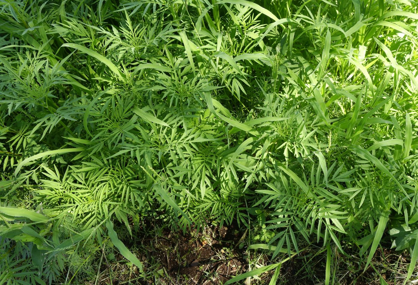 Image of Tagetes minuta specimen.