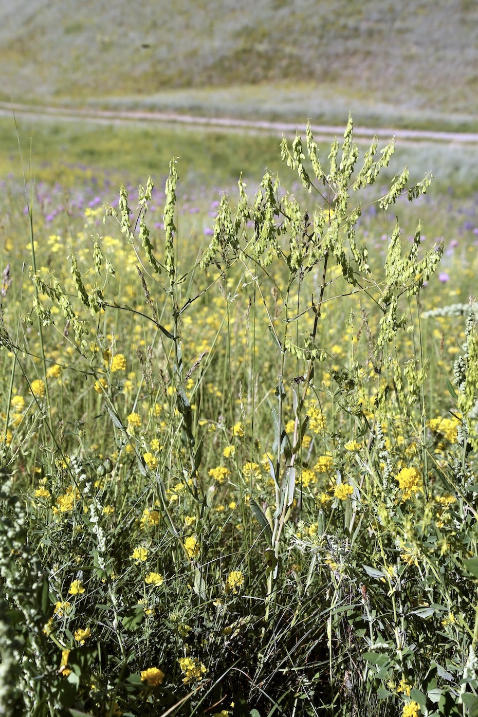 Image of Isatis costata specimen.