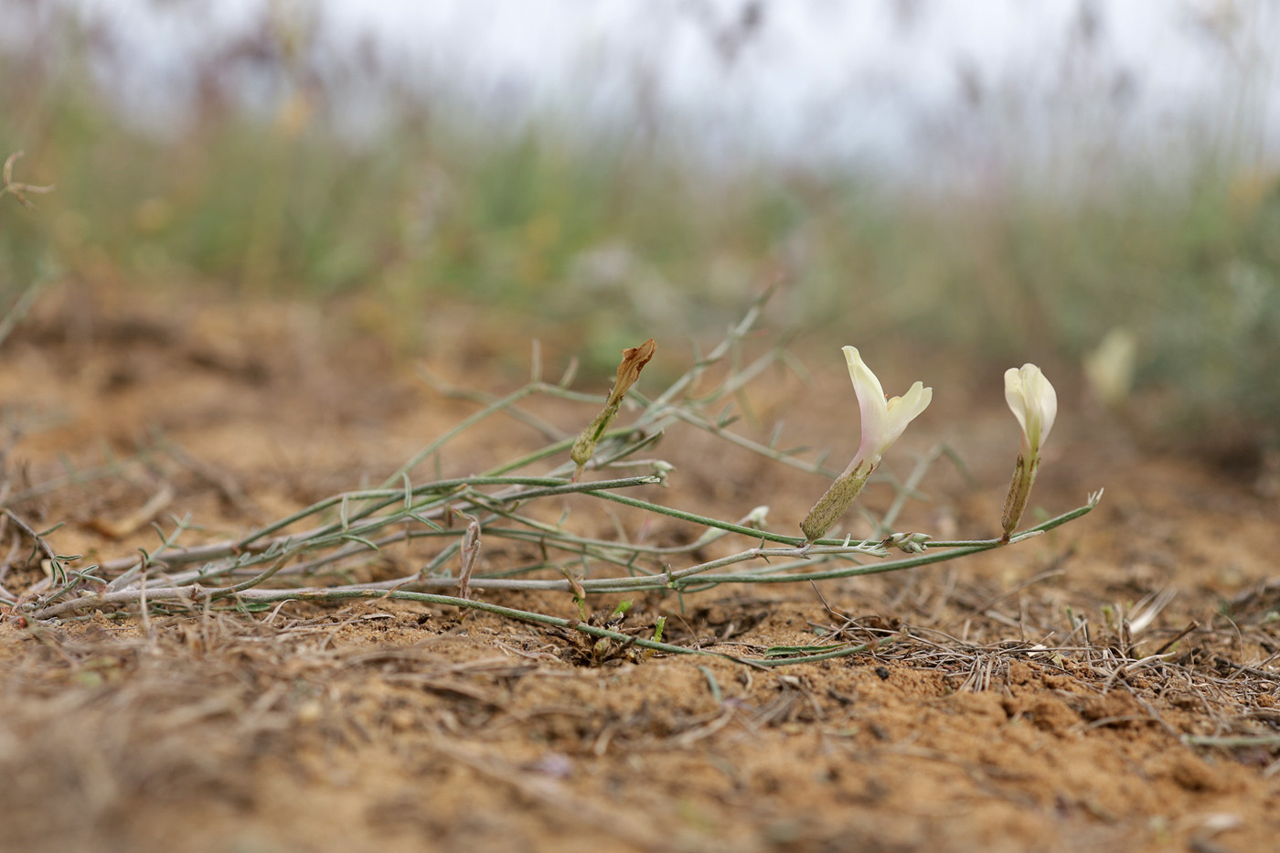 Image of Astragalus pseudotataricus specimen.