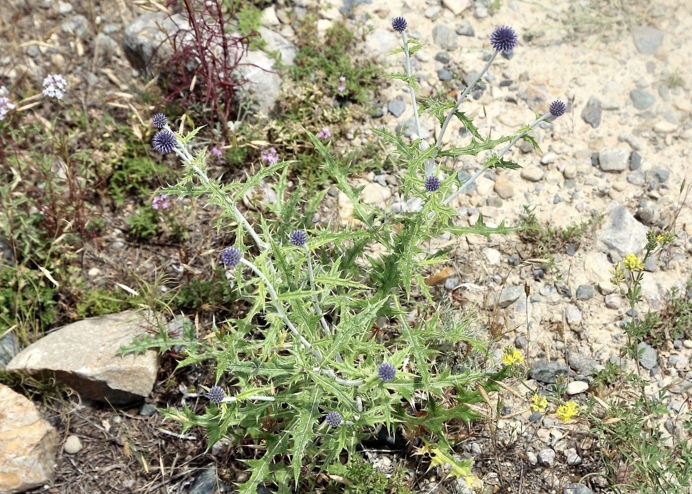 Image of Echinops karatavicus specimen.