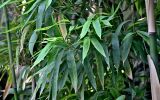 Phyllostachys pubescens. Листья. Китай, г. Шанхай, в культуре. 25.05.2025.