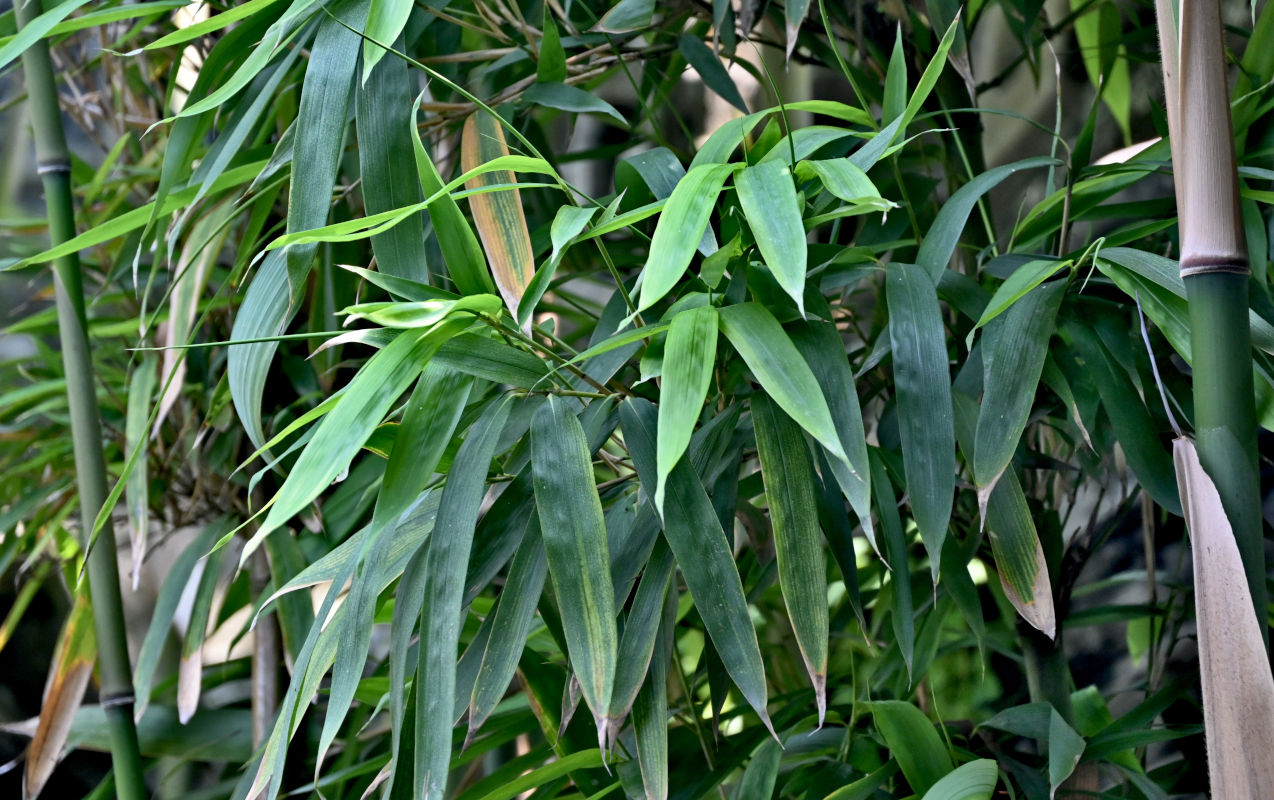 Image of Phyllostachys pubescens specimen.