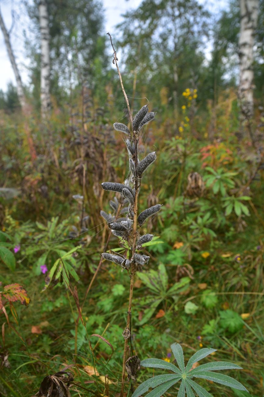 Изображение особи род Lupinus.