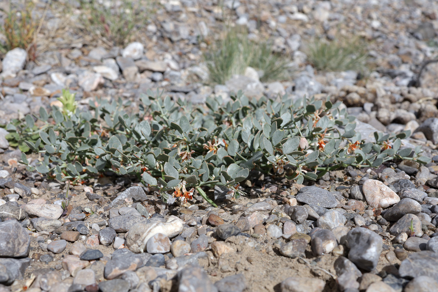 Изображение особи Zygophyllum obliquum.