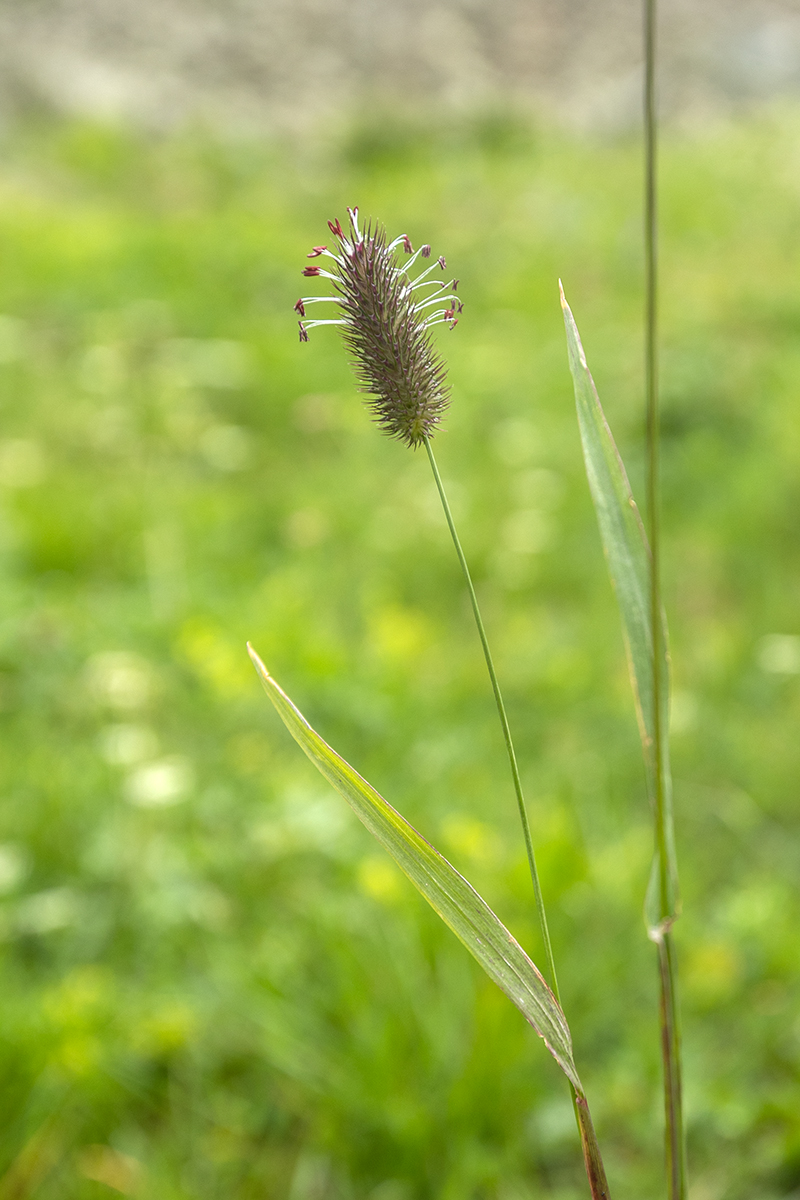 Image of Phleum alpinum specimen.