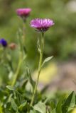 Erigeron venustus. Верхушка побега с соцветием. Карачаево-Черкесия, Карачаевский р-н, дол. р. Мырды, ≈2600 м н.у.м., субальпийский луг. 12.08.2026.
