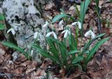 Galanthus plicatus. Цветущие растения. Крым, гора Чатыр-Даг (нижнее плато). 01.05.2011.