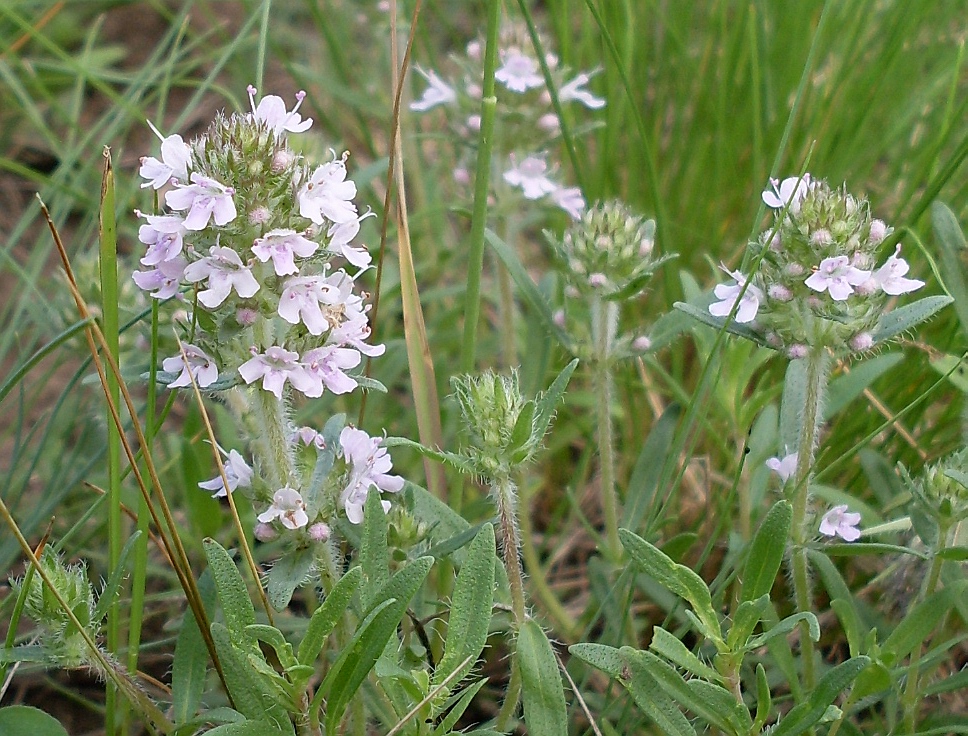 Изображение особи Thymus marschallianus.