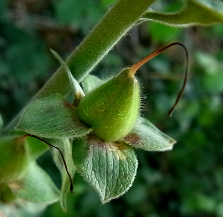 Изображение особи Digitalis purpurea.