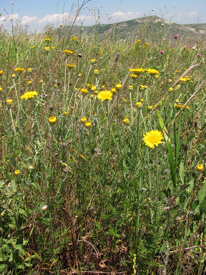 Изображение особи Anthemis tinctoria.