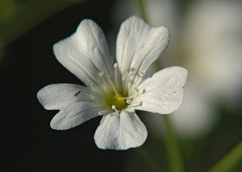 Изображение особи Gypsophila elegans.