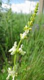 Stachys recta. Соцветие. Татарстан, Бугульминский р-н. 11.06.2011.