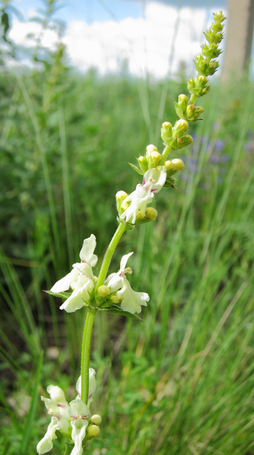 Изображение особи Stachys recta.