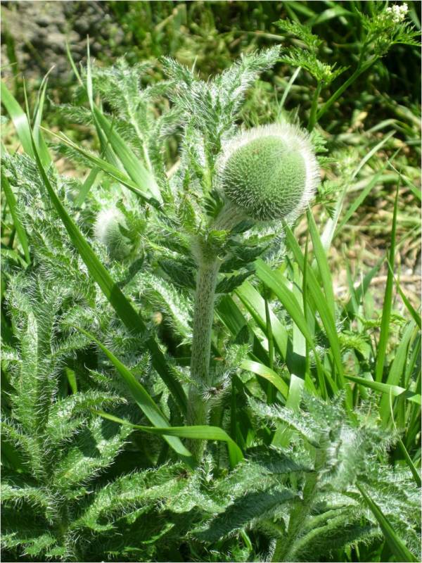 Image of Papaver setiferum specimen.
