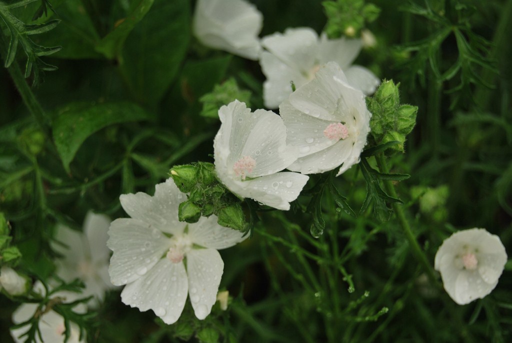 Image of Malva moschata specimen.