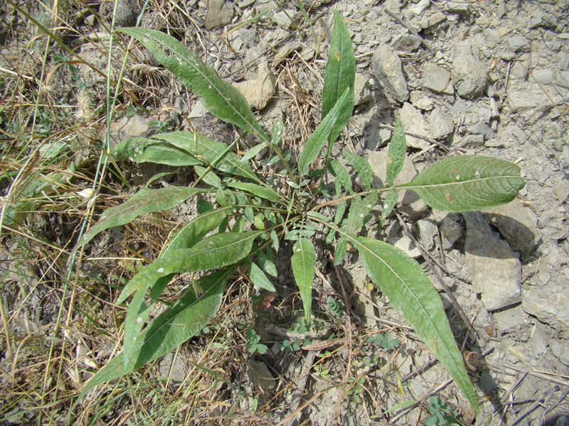 Image of Cousinia waldheimiana specimen.