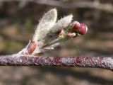 Cotoneaster melanocarpus