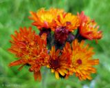 Pilosella aurantiaca. Соцветие (вид сбоку). Украина, Закарпатская обл., Тячевский р-н, северно-восточные окр. с. Лопухов , перевал Легионов, горный луг. 21 июня 2011 г.