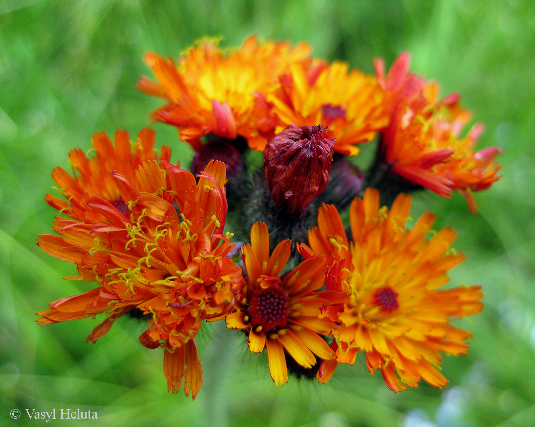 Image of Pilosella aurantiaca specimen.