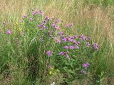 Centaurea phrygia. Цветущие растения на лугу. Московская обл., Раменский р-н, Хрипань, у ж/д станции. 15.07.2001.