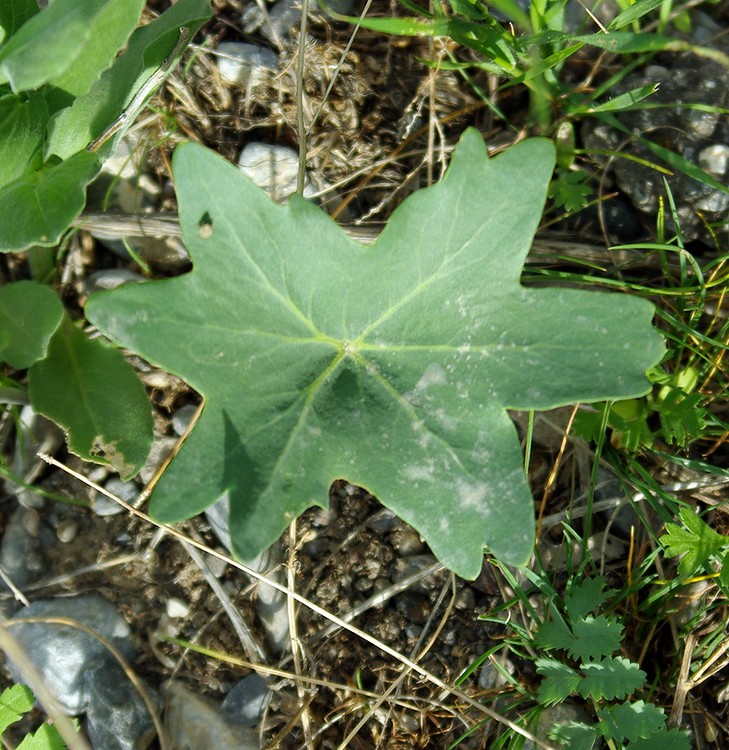 Image of Megacarpaea orbiculata specimen.