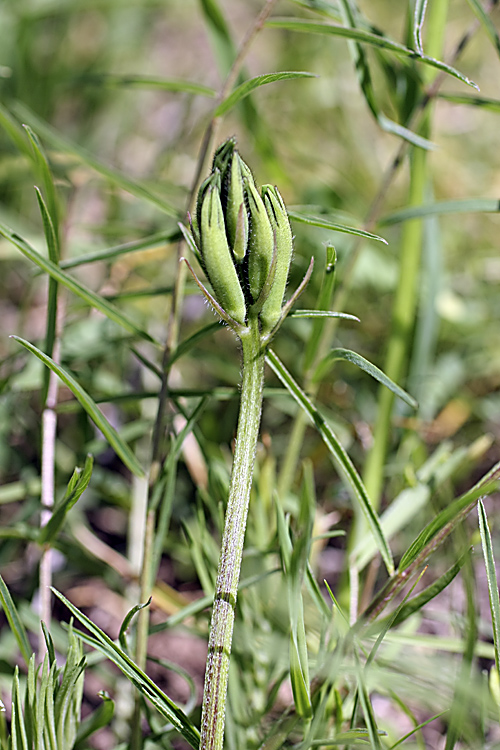 Image of Astragalus viridiflorus specimen.