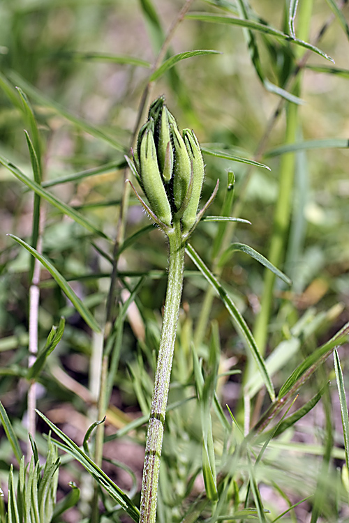 Изображение особи Astragalus viridiflorus.