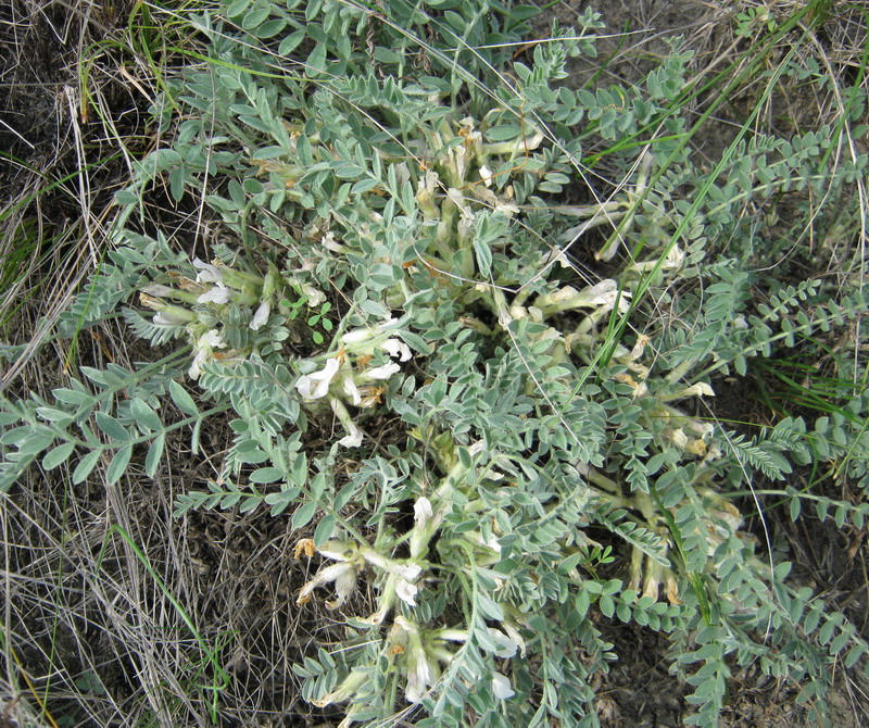 Изображение особи Astragalus sareptanus.