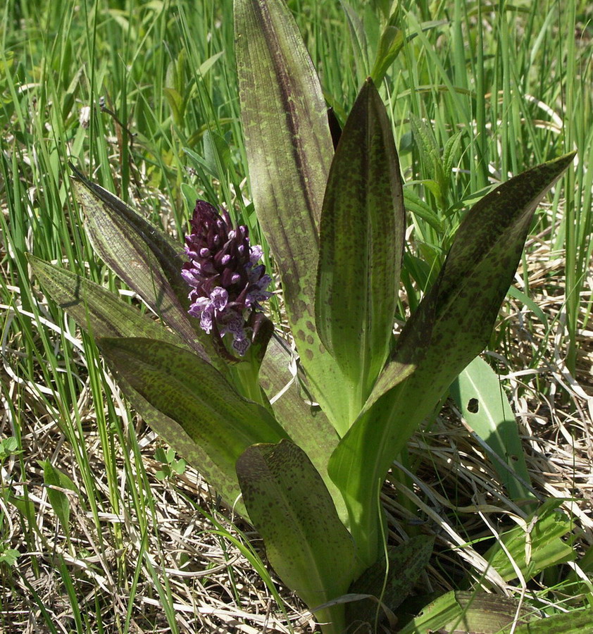 Изображение особи Dactylorhiza incarnata.