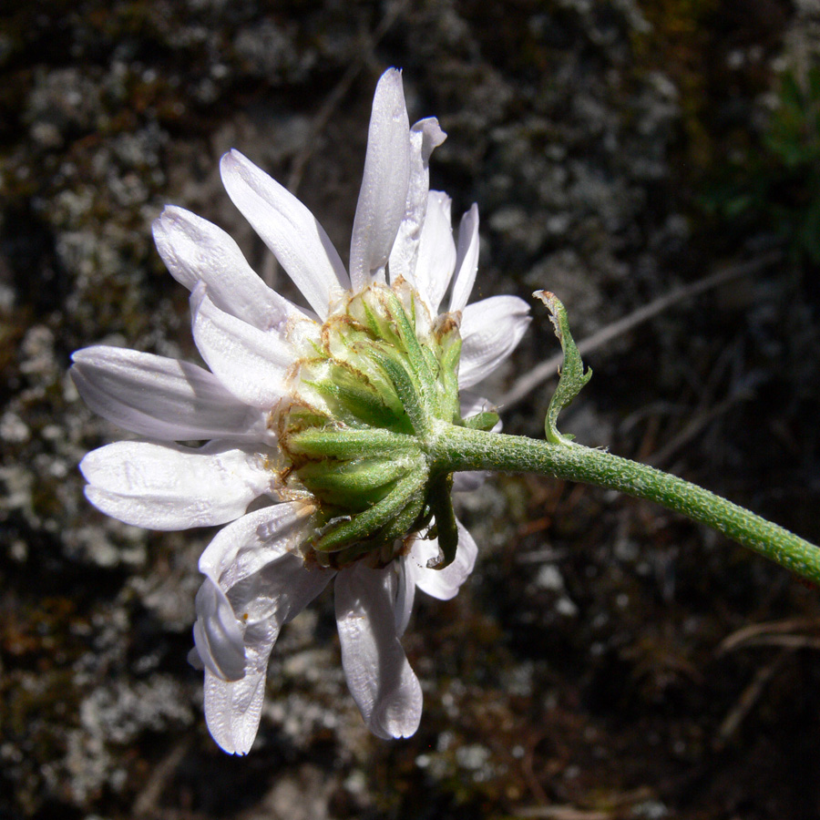 Image of Chrysanthemum zawadskii specimen.