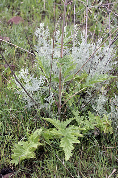 Изображение особи Phlomoides kaufmanniana.