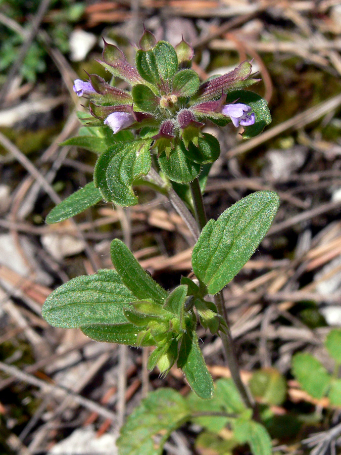 Изображение особи Dracocephalum thymiflorum.