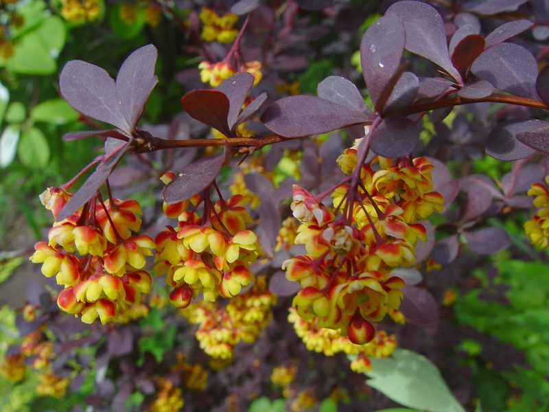 Изображение особи Berberis &times; ottawensis.