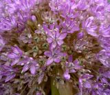 Allium giganteum