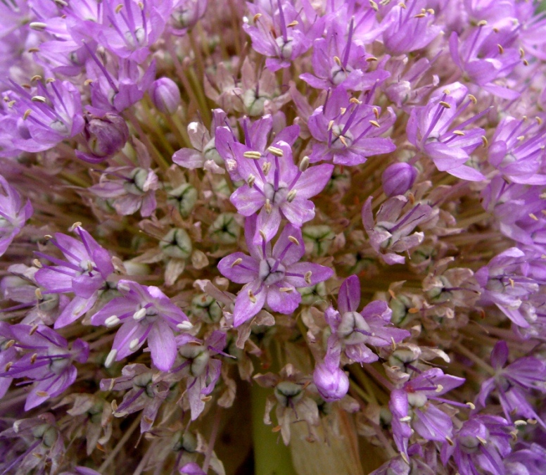 Изображение особи Allium giganteum.