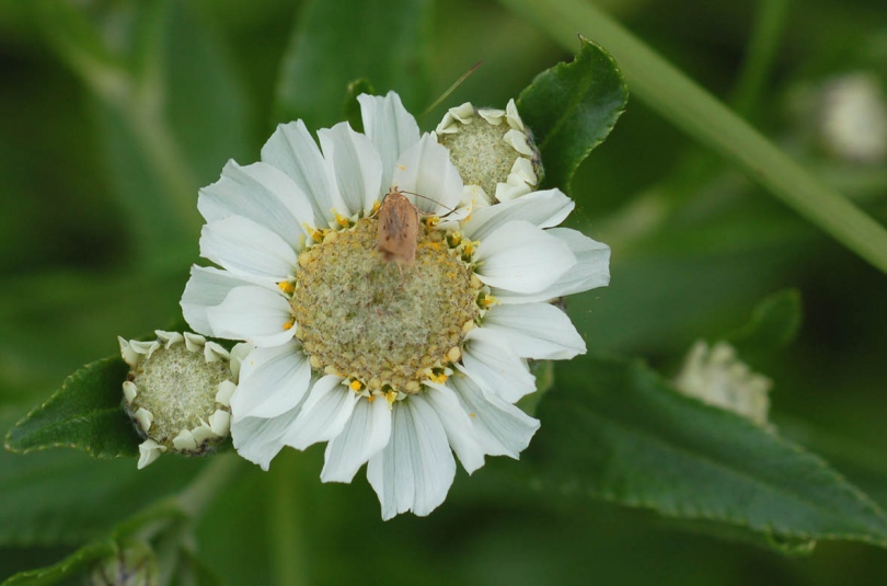 Image of Achillea ptarmica ssp. macrocephala specimen.