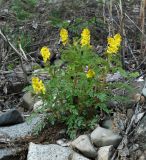 Corydalis speciosa